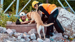 En räddningshund från ÅBSK